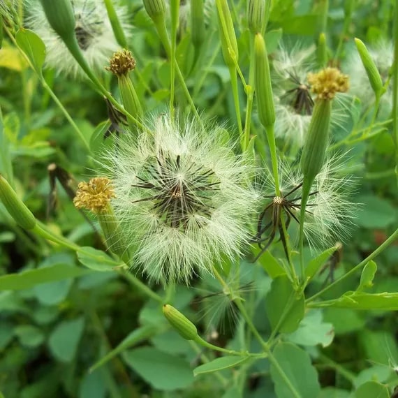 Papalo Flower Seeds for Planting – Heirloom, Non-GMO, High Germination Organic Garden Seeds