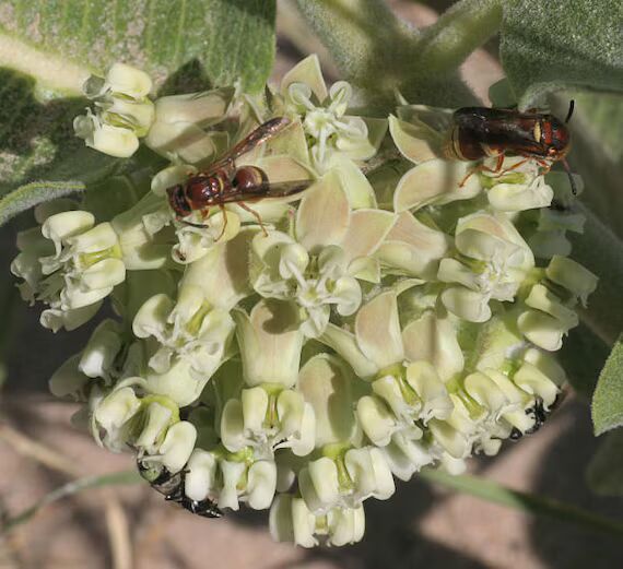 Asclepias Arenaria Flower Seeds for Planting – Vibrant Heirloom, Non-GMO, High Germination Seeds