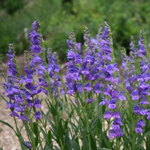 Flower Seeds, Seeds,Seeds For Planting,Plant Seeds