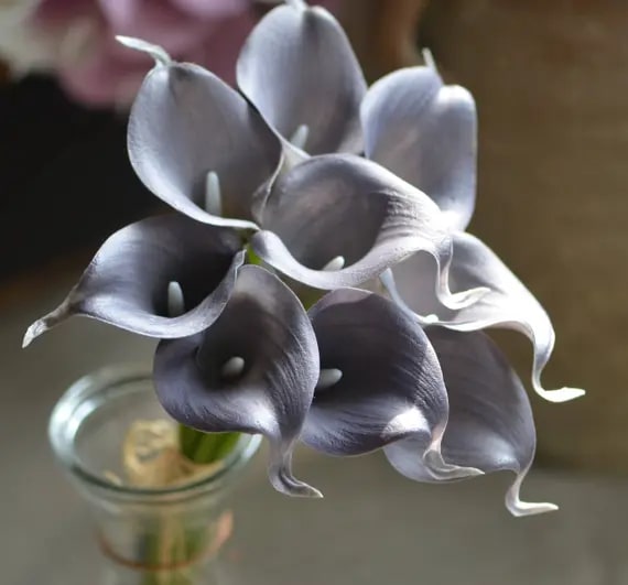 Dark Gray Calla Flower Seeds for Planting – Heirloom, Non-GMO, Long Bloom Season, High Germination