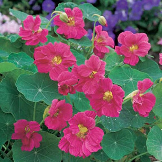 Pink Tropaeolum Majus Flower Seeds for Planting – Heirloom Non-GMO Seeds, High Germination