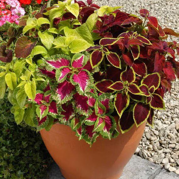 Coleus Flower Seeds for Planting – Fragrant Blossoms, Heirloom, Non-GMO, High Germination Garden Seeds