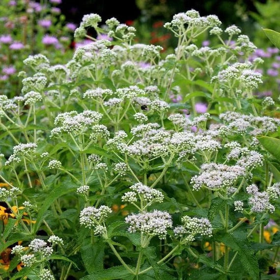 Boneset Seeds (Eupatorium perfoliatum) for Planting – Heirloom, Non-GMO Medicinal Herb for Immune Support & Moist Gardens