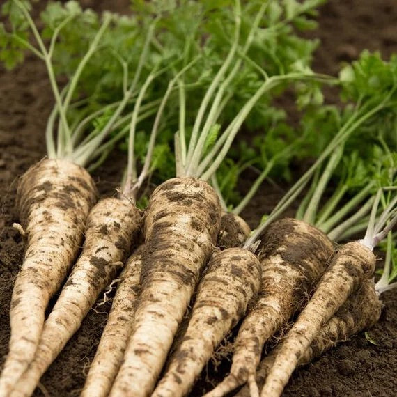 Hamburg Parsley Vegetable Seeds for Planting – Heirloom, Non-GMO Herb Seeds