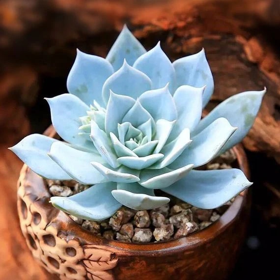Blue Succulent Flower Seeds for Planting – Wildflower Mix, Heirloom & Non-GMO Organic Garden Seeds
