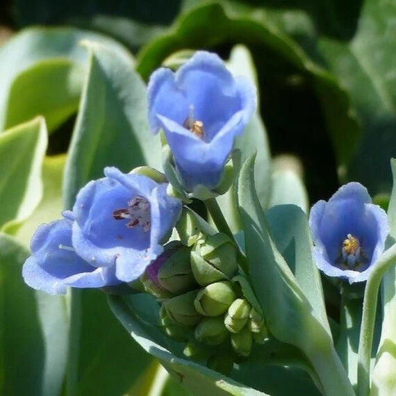 Mertensia Maritima Flower Seeds for Planting – Heirloom Non-GMO, High Germination Organic Garden Seeds