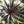 Black Dyckia Flower Seeds for Planting – Heirloom & Non-GMO Garden Seeds