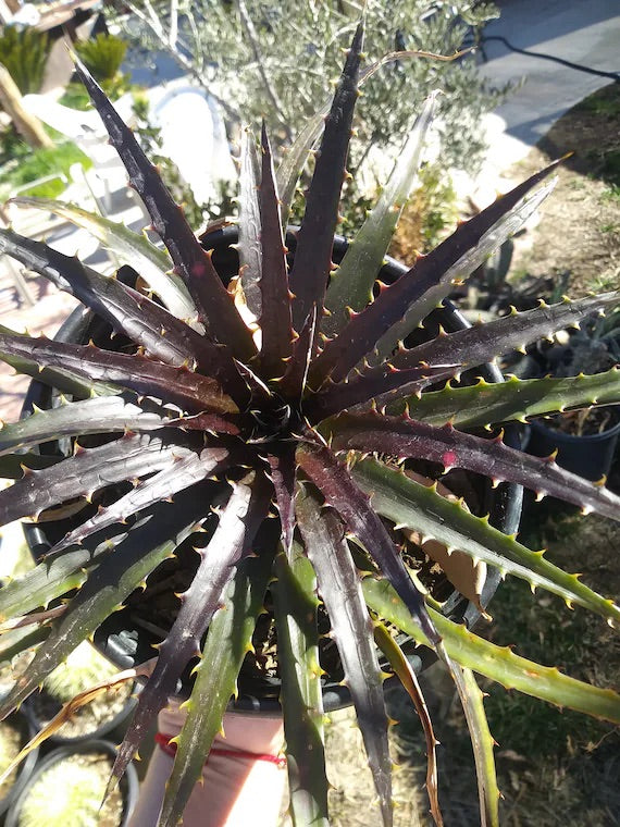 Black Dyckia Flower Seeds for Planting – Heirloom & Non-GMO Garden Seeds