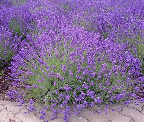 Flower Seeds, Seeds,Seeds For Planting,Plant Seeds