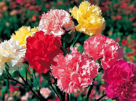 Dianthus Carnation Flower Seeds for Planting – Heirloom Non-GMO, High Germination Organic Garden Seeds