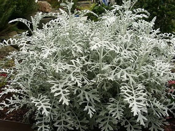 Flower Seeds, Seeds,Seeds For Planting,Plant Seeds