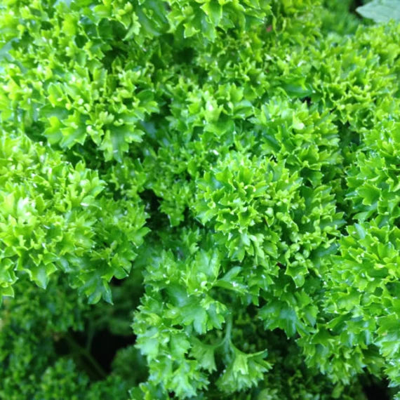 Flower Seeds, Seeds,Seeds For Planting,Plant Seeds