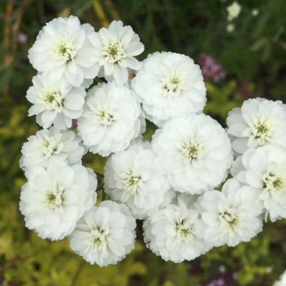 White Pellitory Flower Seeds for Planting – Heirloom Non-GMO Premium Quality Organic Garden Seeds