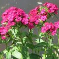 Pink Dianthus Flower Seeds for Planting – Heirloom, Non-GMO, High Germination Organic Garden Seeds