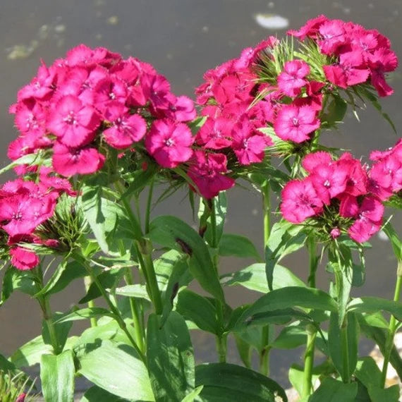 Flower Seeds, Seeds,Seeds For Planting,Plant Seeds