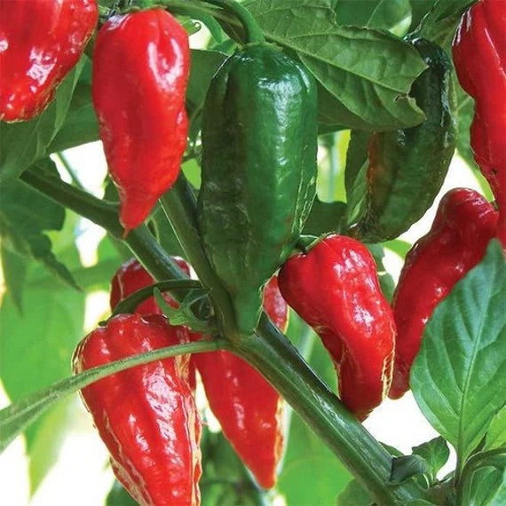 Ghost Pepper Seeds for Planting – Heirloom, Non-GMO, Extremely Hot Chili Peppers – High Germination