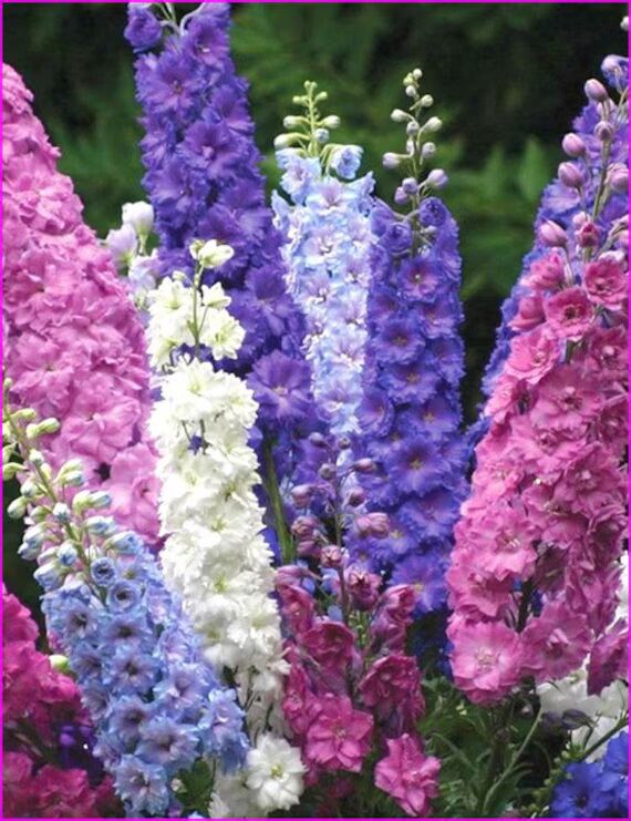 Rocket Larkspur Flower Seeds for Planting – Heirloom Non-GMO, High Germination Organic Garden Seeds