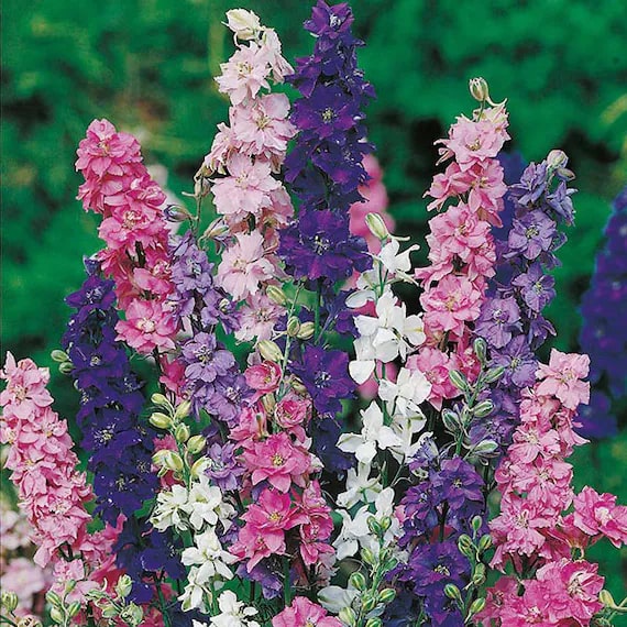 Rocket Larkspur Flower Seeds for Planting – Heirloom Non-GMO, High Germination Organic Garden Seeds