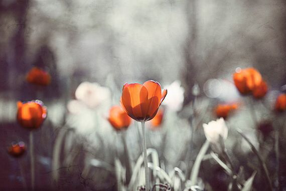 Orange Gray Tulip Flower seeds for Planting - Shade Tolerant, Heirloom & GMO Free Seeds for Home Garden | High Germination