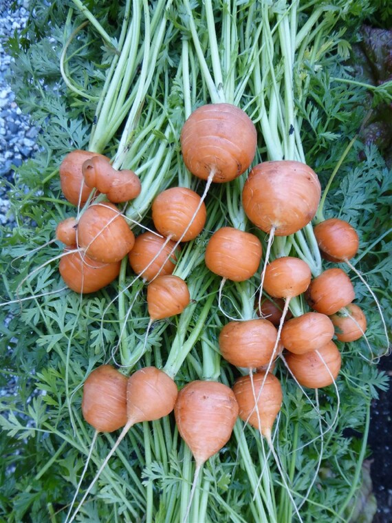 Parisian Carrot Seeds for Planting – Heirloom, Non-GMO, Round Root Vegetable – High Germination