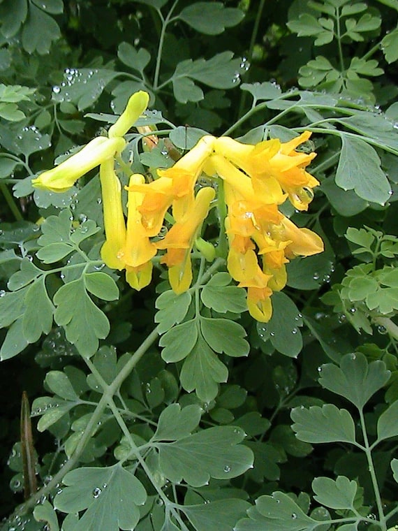 Corydalis Lutea Flower Seeds for Planting – Heirloom, Non-GMO, High Germination Organic Garden Seeds
