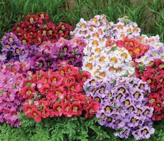 Micrantha  Flower Seeds for Planting | Heirloom, Non-GMO, High Germination Organic Garden Seeds