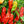 Bhut Jolokia Seeds for Planting – Heirloom Non-GMO Extremely Hot Pepper Seeds with High Germination for Organic Gardens