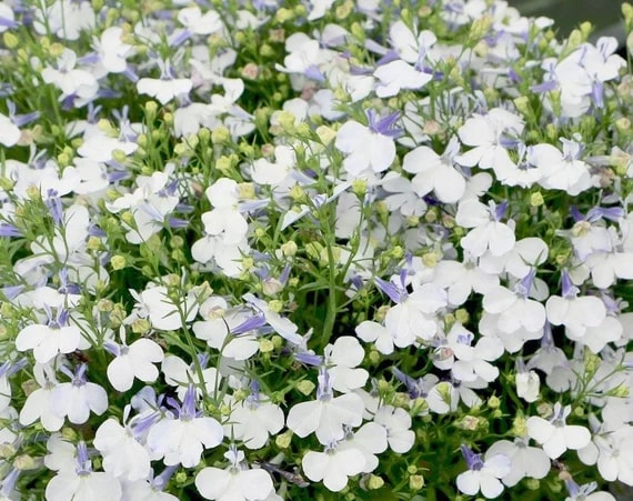 Lobelia Pendula White Lady Cascade Flower Seeds for Planting – Heirloom, Non-GMO, High Germination