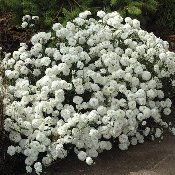 White Pellitory Flower Seeds for Planting – Heirloom Non-GMO Premium Quality Organic Garden Seeds