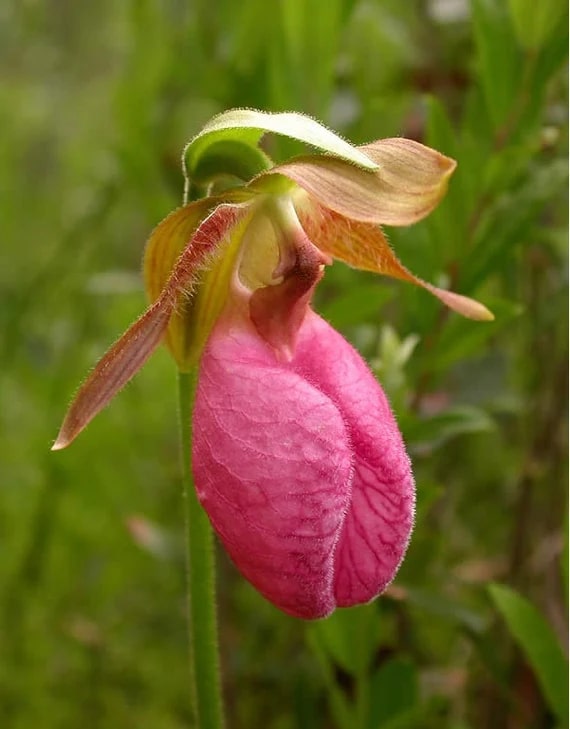 Lady's Slipper Flower seeds for Planting - Compact Growth, Heirloom & GMO Free Seeds for Home Garden
