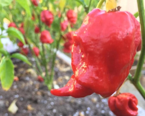 Scorpion Pepper Seeds for Planting – Heirloom, Non-GMO, Super Hot Chili Vegetable – High Germination