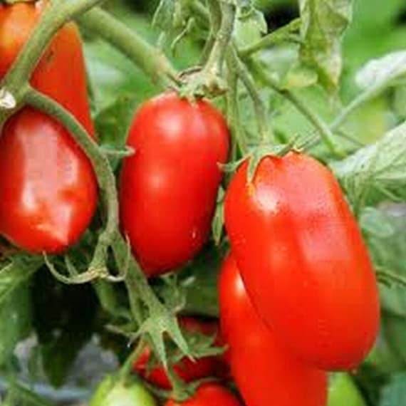 Roma Plum Tomato Vegetable Seeds for Planting – Heirloom & Non-GMO Garden Seeds for Sauces & Canning