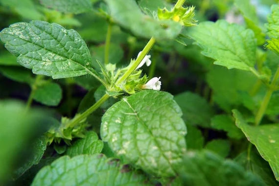 Herb Seeds,Garden seeds, Seeds For Planting,Plant Seeds