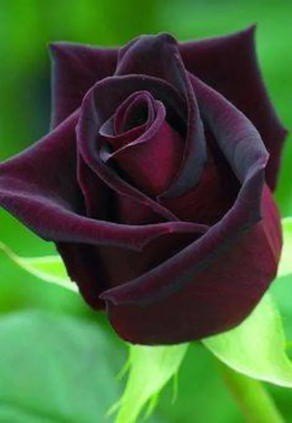 Flower Seeds, Seeds,Seeds For Planting,Plant Seeds