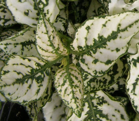 White Green Hypoestes Polka Plant Seeds for Planting – Easy-to-Grow Indoor & Outdoor Ornamental Foliage