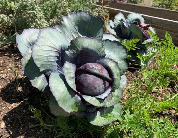 Red Acre Cabbage Seeds for Planting – Heirloom, Non-GMO, Compact Leafy Vegetable