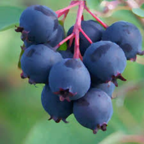 Saskatoon Berry fruit seeds for planting – Heirloom & Non-GMO Garden seeds