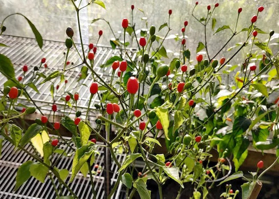 Chiltepin Hot Pepper Seeds for Planting – Heirloom, Non-GMO, Wild Spicy Chili – High Germination