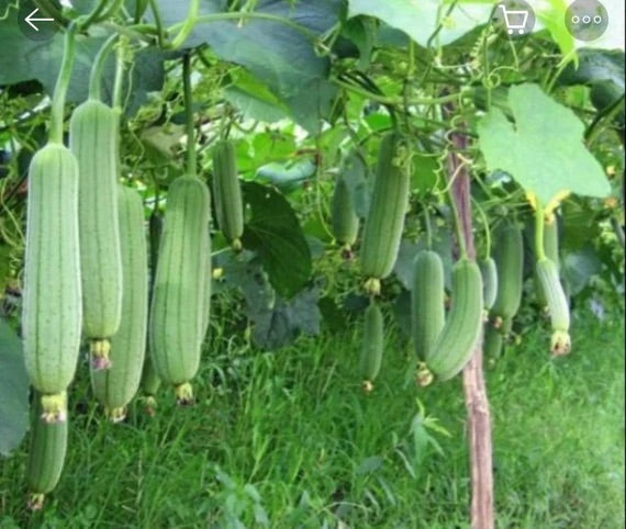 White Green Luffa Seeds for Planting – Heirloom Non-GMO Gourd Vegetable – Organic Garden Seeds, High Germination