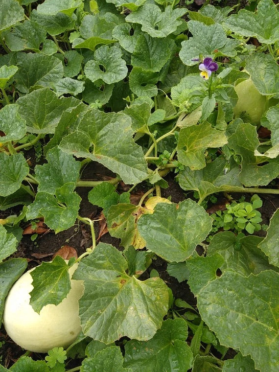 Green Honeydew Melon Seeds – Heirloom Non‑GMO Sweet Fruit Garden Seeds for Planting, Organic Garden Seeds