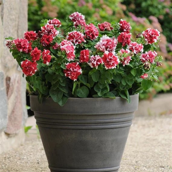 Red White Double Petunia Flower Seeds for Planting – Heirloom, Non-GMO, High Germination Organic Garden Seeds
