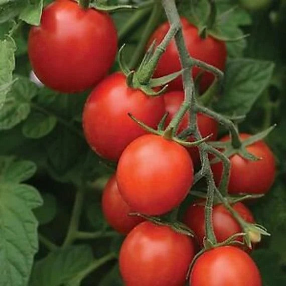 Red Bell Tomato Seeds – Heirloom Non‑GMO Sweet Juicy Vegetable Seeds for Planting, Organic Garden Seeds