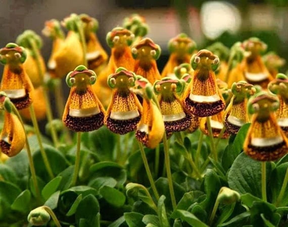 Calceolaria Uniflora Flower Seeds for Planting – Heirloom, Non-GMO Cut Flower Favorite Organic Garden Seeds