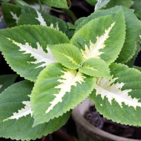 White Green Coleus Flower seeds for Planting - GMO Free, Heirloom &amp; GMO Free Seeds For Home Garden | Non-GMO Seeds