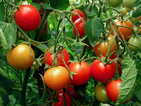 Red Bell Tomato Seeds – Heirloom Non‑GMO Sweet Juicy Vegetable Seeds for Planting, Organic Garden Seeds