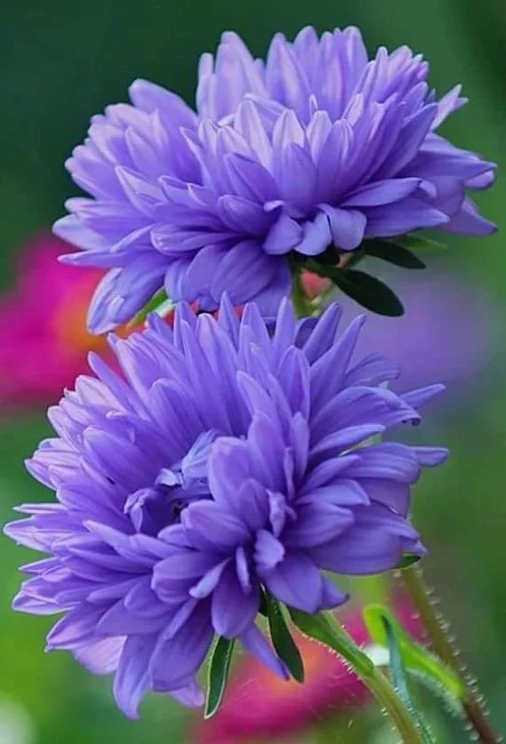 Dark Blue China Aster Flower Seeds for Planting – Heirloom Non-GMO High Germination Organic Garden Seeds