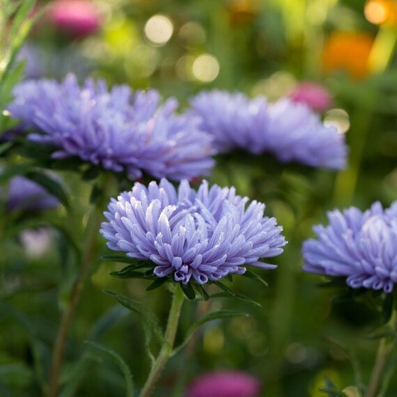 Blue China Aster Flower Seeds for Planting – Low Maintenance, Heirloom, Non-GMO, High Germination Organic Garden Seeds