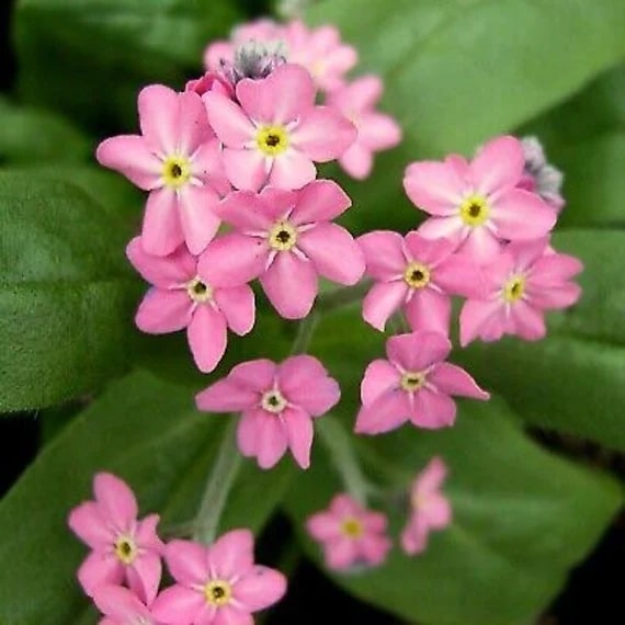 Pink Myosotis Flower Seeds for Planting – Pollinator Friendly Heirloom Non-GMO High Germination Organic Garden Seeds