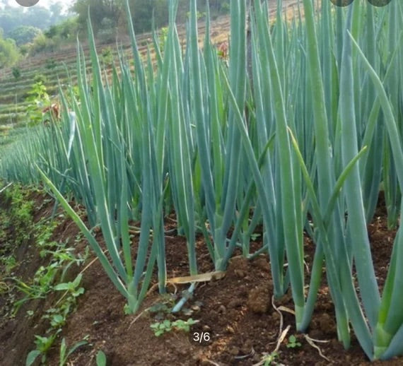 Scallion Seeds for Planting – Heirloom, Non-GMO, Mild Green Onion Vegetable