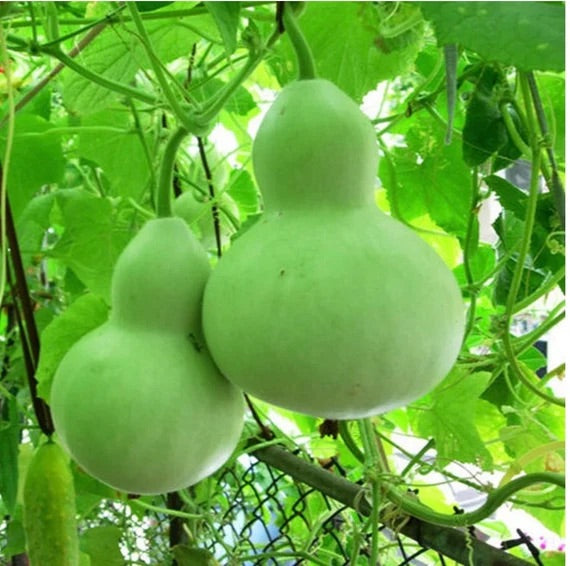 Flaschenkürbis flower seeds for planting - Heirloom & Non-GMO Garden Seeds